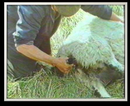 Υποβοηθούμενος τοκετός Στο πρόβατο σπάνια συμβαίνουν δυστοκίες Προσεκτικό