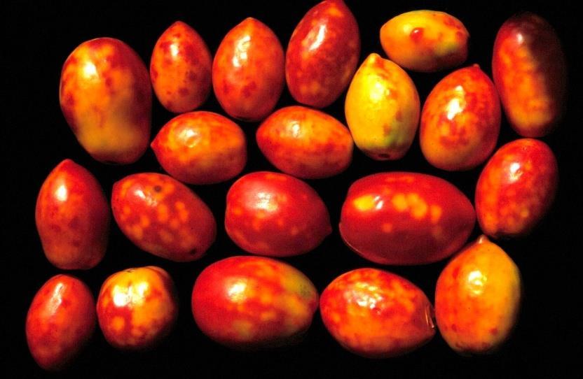 Ιός του ίκτερου των νεύρων της τομάτας Tomato vein yellowing virus (TVYV) Παρουσία στην Ηλεία σε βιομηχανική τομάτα (Κυριακοπούλου κ.α., 1994).