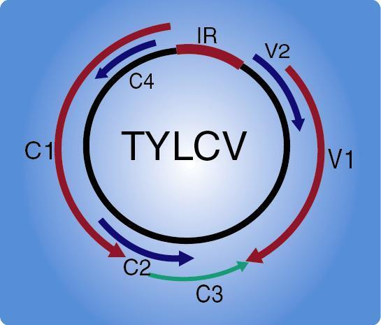 Χαρακτηριστικά του TYLCV Δίδυμα (20nm).