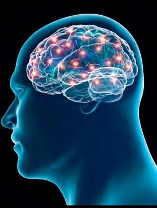 Teadmised aju kohta MIS ON JUBA TEADA? Meie vaimsed võimed põhinevad aju tööl. Erinevad funktsioonid on ajus lokaliseeritud.