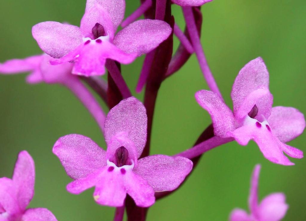 Εικόνα 1.1. Orchis quandripunctata (σημαντικό είδος που απαντάται στα δάση αρκεύθου, φωτογραφία από τον Piotr Chmielewski) Τα περισσότερα σημαντικά φυτά βρέθηκαν στα αμιγή δάση αρκεύθου (Σχήμα 1.