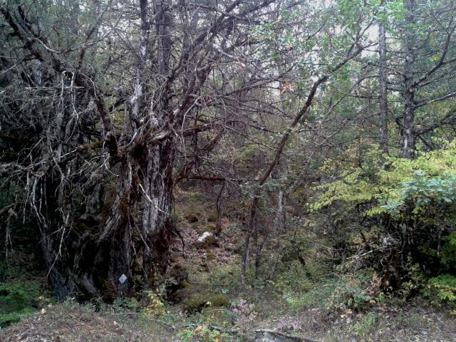 Εικόνα 1.4. Πυκνά μεικτά αρκεύθου πλατύφυλλων ειδών στις παρυφές του Ντέβας (δ) Λιβάδια με μεμονωμένη παρουσία αρκεύθων Αυτός ο τύπος βλάστησης είναι αραιά θαμνολίβαδα (Εικόνα 1.