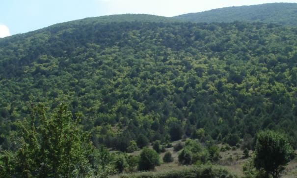 χώρος για την εμφάνιση ποώδους βλάστησης, φυσικής αναγέννησης υψηλής αρκεύθου και αύξησης των καταπιεσμένων ατόμων αρκεύθου.