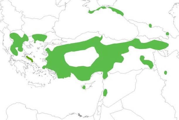 Η υψηλή άρκευθος Juniperus excelsa είναι είδος που εξαπλώνεται από την Αλβανία έως το Αζερμπαϊτζάν, το βόρειο Ιράκ, νότια στη Συρία και προς βορά στα παράλια της Μαύρης Θάλασσας (Douaihy et al.