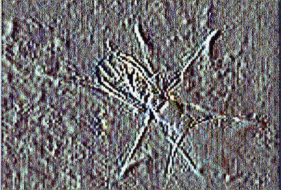 Εικόνα 10 Μύγες των Σκιαρίδων (Διαδίκτυο 7) Τετράνυχος Ο τετράνυχος προσβάλει κυρίως τα φύλλα. Ο ΤβίηχηγοΙηιζ ιΐγίίαχβ συναντάται πιο συχνά στη χώρα μας.