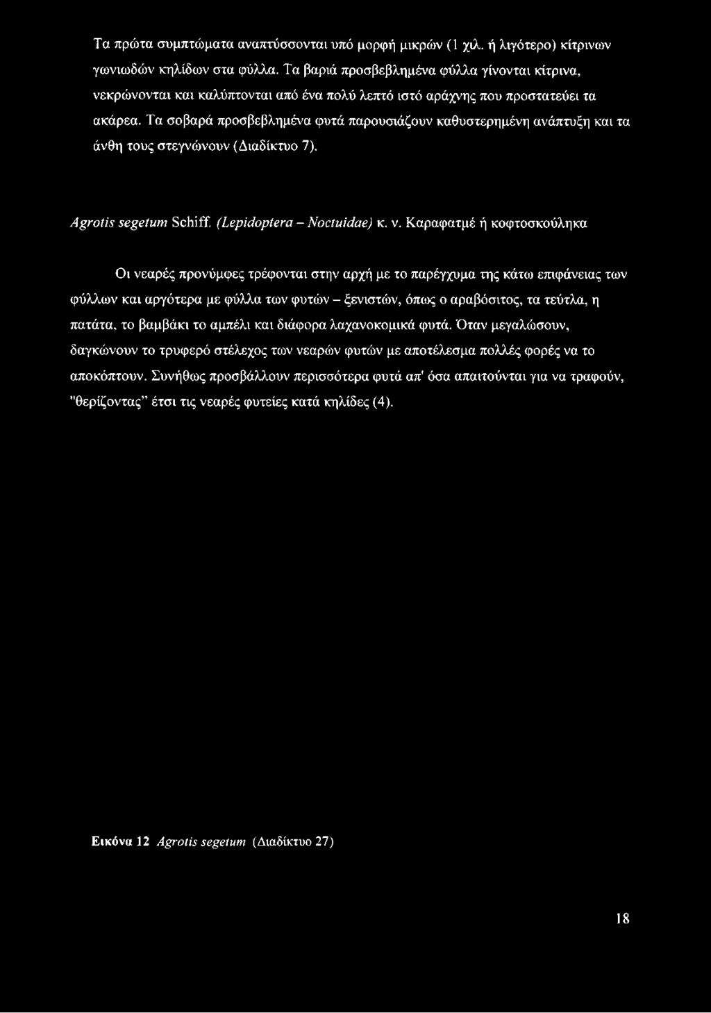 Τα σοβαρά προσβεβλημένα φυτά παρουσιάζουν καθυστερημένη ανάπτυξη και τα άνθη τους στεγνώνουν (Διαδίκτυο 7). Agrotis segetum Schiff.