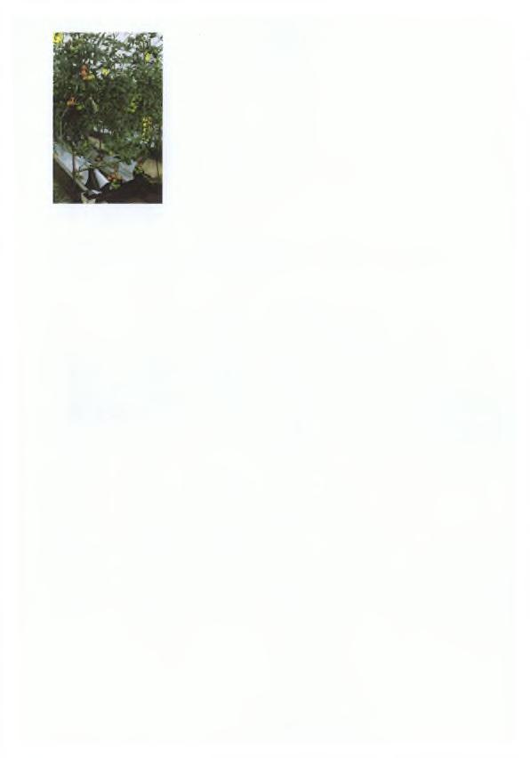 Εικόνα 2 Καλλιέργεια Τομάτας (Διαδίκτυο 6) Πίνακας 1.