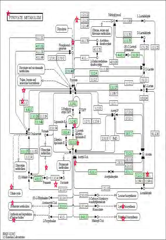 pyruvate dehydrogenase (lipoamide) beta/ συνιστώσα β της αφυδρογονάσης του πυροσταφυλικού οξέος Εικόνα 21.