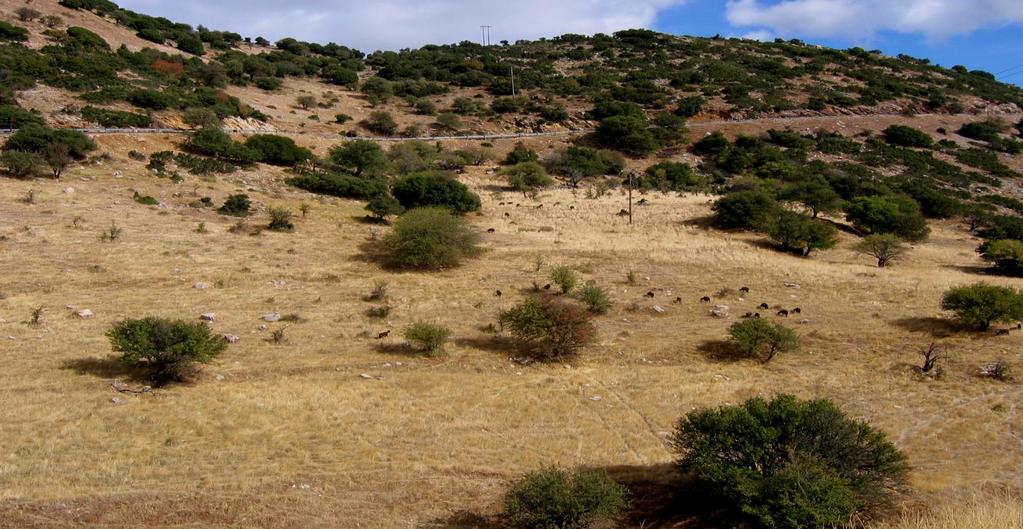 Φωτογραφία 2: Έντονη και αλόγιστη βόσκηση από τα κτηνοτροφικά ζώα (Προσωπικό αρχείο Α. Β.