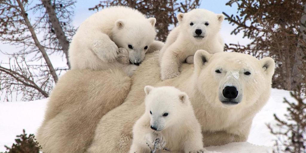 POLAR BEAR TOURS~Σαφάρι για Πολικές Αρκούδες Βόρειος Αρκτικός Καναδάς (Γουίνιπεγκ,