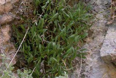 α) Άτομο Saponaria aenesia,