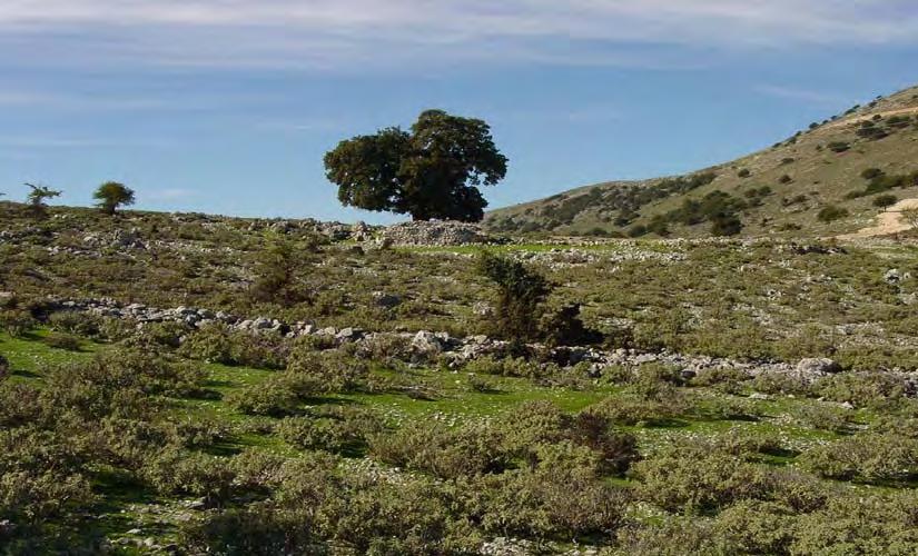 296 ΧΛΩΡΙΔΑ ΚΑΙ ΒΛΑΣΤΗΣΗ λιβάδιον ή από τον Λίβα (επειδή είναι στραμμένη προς την κατεύθυνση του Λίβα), οπότε ακολουθείται η ορθογραφία με ι και κατ άλλη από το λειμών, οπότε ακολουθείται η