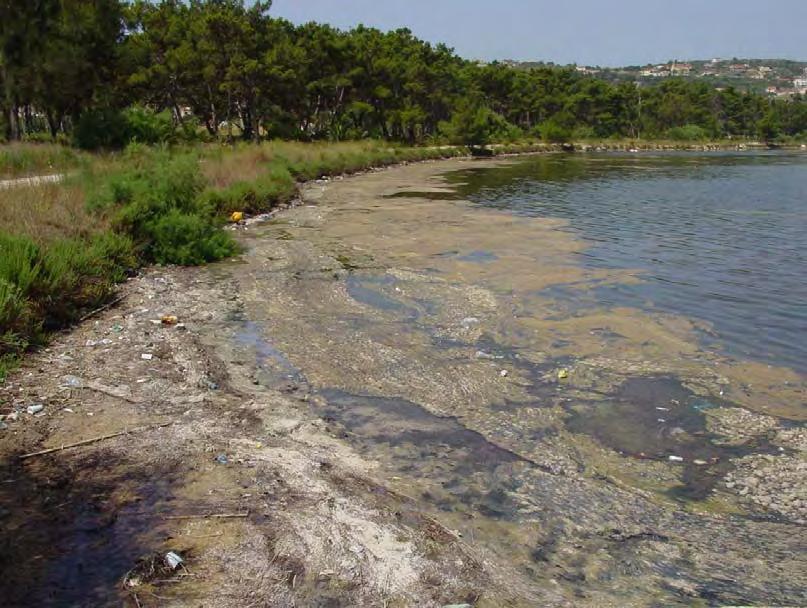 Ανθρώπινες παρεμβάσεις σε βλάστηση-χλωρίδα πεδινών εκτάσεων και ακτών 305 λιμνοθάλασσας του Κουτάβου από τον Μάρτιο περίπου αρχίζει η περίοδος αναπαραγωγής της θαλάσσιας χελώνας Caretta caretta, η