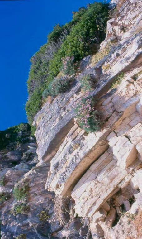 308 ΧΛΩΡΙΔΑ ΚΑΙ ΒΛΑΣΤΗΣΗ αποδειχθεί αρμονική. Η βλάστηση και η χλωρίδα των ακτών υφίστανται επίσης τις συνέπειες της άναρχης δόμησης και συχνά τις αυθαίρετες παρεμβάσεις ιδιωτών.