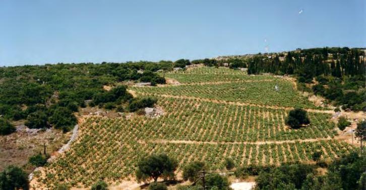 Κάποιες έχουν εκτοπιστεί από εισαγόμενες, οι οποίες έχουν εγκλιματιστεί και καλλιεργούνται στο νησί μαζί με τις ντόπιες, όπως η μικρόκαρπη μαύρη σταφίδα.