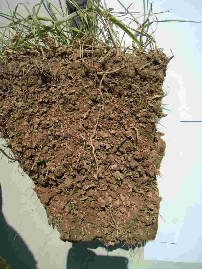 Το τεστ του φτυαριού - οι στοιβάδες του εδάφους υψηλό πορώδες 0 cm 5 cm η δομή του εδάφους είναι καλή: μικρά συσσωματώματα και πολλές ρίζες 10 cm