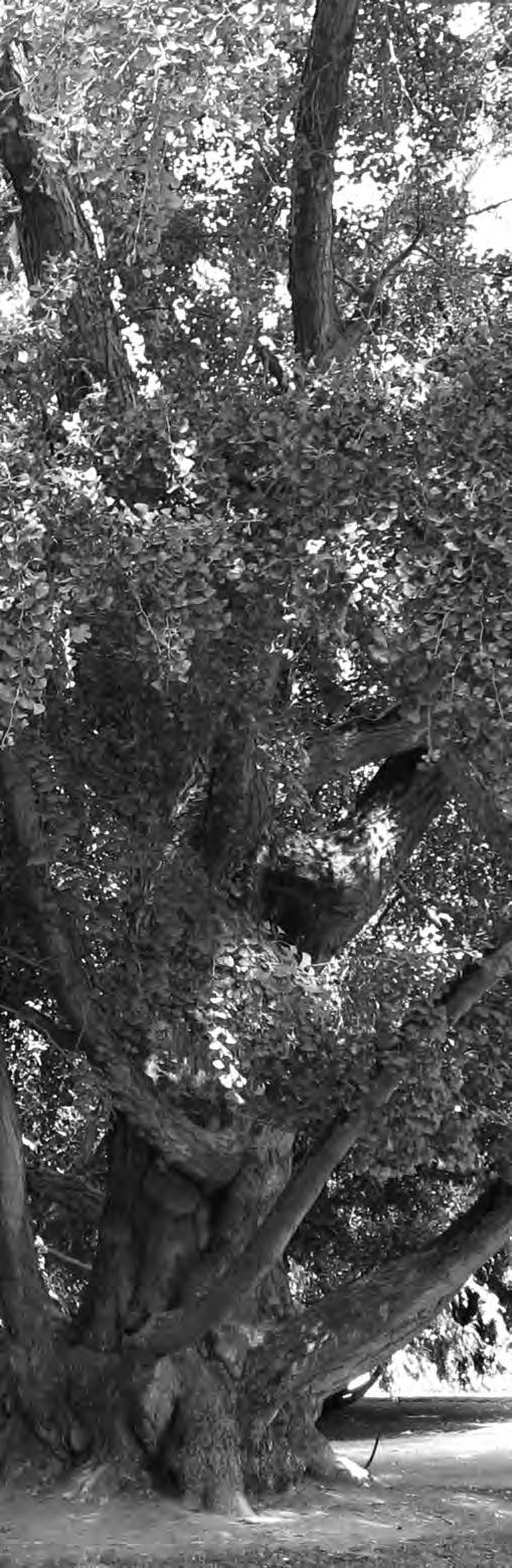 Ginkgo Ένα πανάρχαιο δένδρο της Κίνας, με αξιόλογες φαρμακευτικές ιδιότητες Γράφουν οι: Δ.Κ. Στυλιανίδης (Επ. Δ/ντής Ινστιτούτου Φυλλοβόλων Δένδρων), Α.Δ. Σιμώνης (Επ.