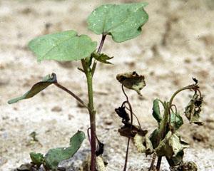 Rhizoctonia solani (2) Μεταφυτρωτική τήξη σε βαμβάκι Έντονη