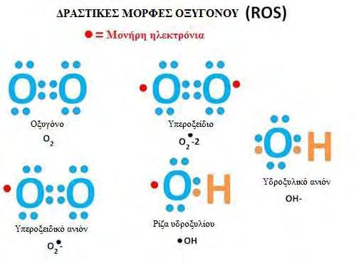 Εικόνα 3: Ασύζευκτα ηλεκτρόνια στις δραστικές μορφές οξυγόνου (ROS). 1.3. Επιδράσεις ελευθέρων ριζών Θετικές Οι ελεύθερες ρίζες έχουν συνδεθεί κυρίως με τις βλάβες που δημιουργούν στον οργανισμό.