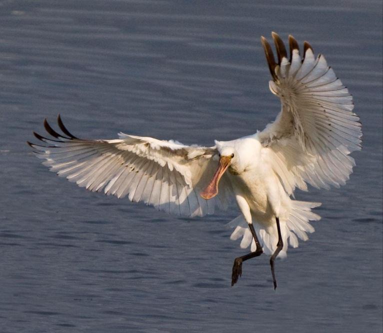Στη Κερκίνη εκτός από τους γελαδάρηδες (Bubulcus ibis) παρατηρήθηκαν επίσης 12-15 ζευγάρια από χαλκόκοτες (Plegadis falcinellus) σε αναπαραγωγή, οι οποίες επωφελήθηκαν από τον βροχερό Μάιο που