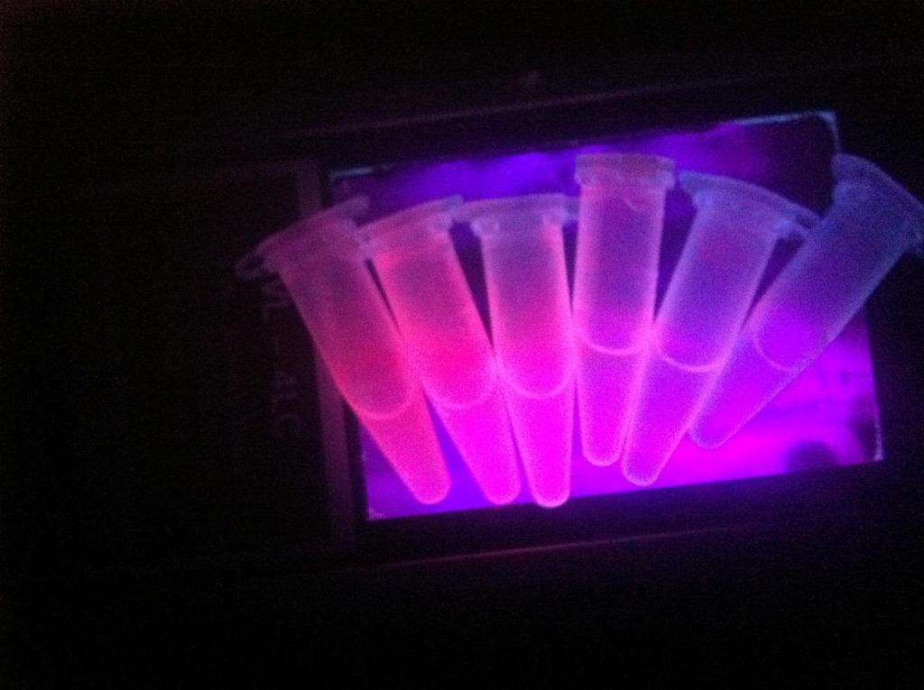 1: 100000 cells/ml 2: 10000 cells/ml 3: 1000 cells/ml 4: 100 cells/ml 5: 10 cells/ml Εικόνα 22: Υλικό με μη