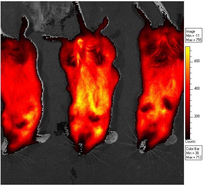 Προκαταρτικό πείραμα in vivo απεικόνησης του όγκου. Και τα δυο ποντίκια αφορούν καρκινικά xenografts. Στο ποντίκι 1 ενέθηκαν ενδοφλέβια 0.4 nmoles QDs μη συνδεδεμένων με αντίσωμα CK-19.
