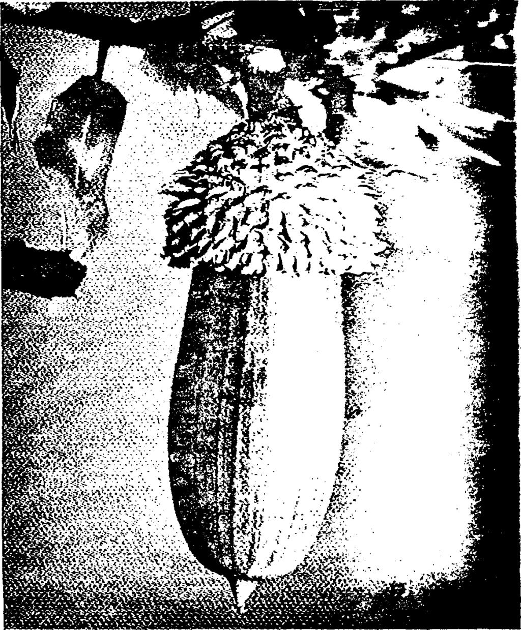Ο καρπός (βάλανος) του πουρναριού. Πηγή: Αραμπαντζής 1998. Το πουρνάρι ανθίζει την περίοδο Απριλίου - Μαΐου.