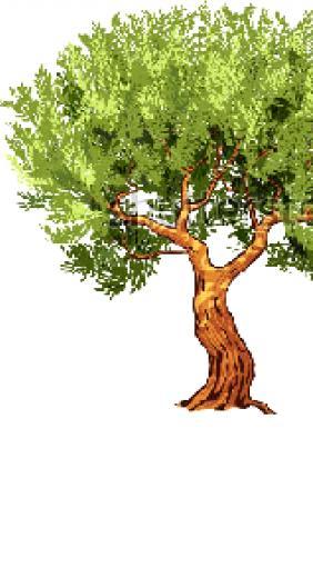 1. ΕΛΑΙΟΤΡΙΒΕΙΑ ΚΑΙ ΥΓΡΑ ΑΠΟΒΛΗΤΑ ΕΛΑΙΟΤΡΙΒΕΙΟΥ 1.1. ΓΕΝΙΚΑ 1.1.1. Ελαιόδεντρα Η ελιά (ελαιόδενδρο ή λιόδεντρο) κατατάσσεται στα καρποφόρα δέντρα και ανήκει στην οικογένεια Oleaceae και το γένος Olea.