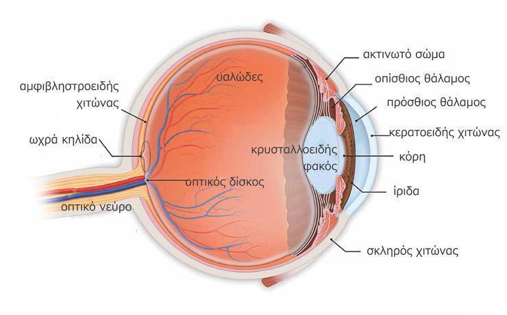 Συγκεκριμένα ο οφθαλμός και κυρίως ο αμφιβληστροειδής, αποτελεί το δέκτη των οπτικών ερεθισμάτων.