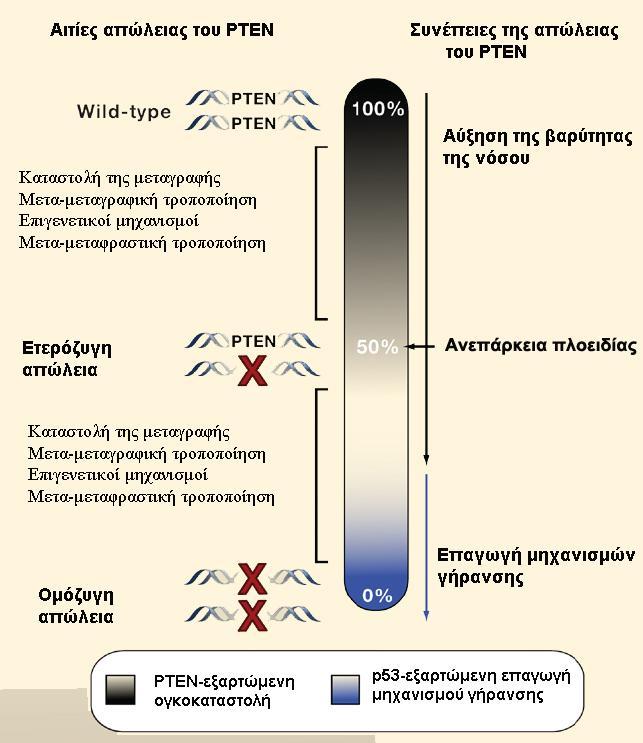 p53 σηματοδότηση δίνουν το έναυσμα για την ενεργοποίηση του προγράμματος κυτταρικής γήρανσης, λειτουργώντας έτσι ως τροχοπέδη για την εξέλιξη του όγκου (Εικόνα 4.7)