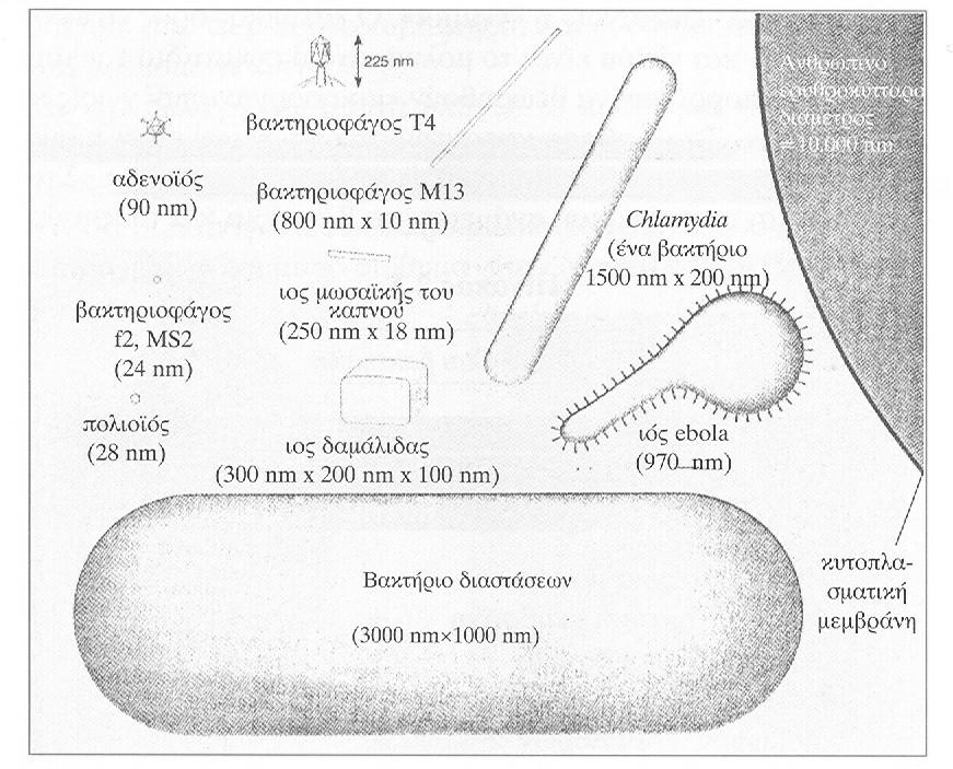 Εικόνα 1.1: Διάφορα μεγέθη ιών και βακτηρίων σε σχέση με το ανθρώπινο ερυθροκύτταρο (Πηγή:... Μαυρίδου και Παπαπετροπούλου, 2001).
