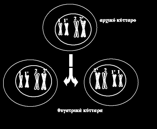 Δπθαξπσηηθνί νξγαληζκνί Πνηνη είλαη νη ηξόπνη θπηηαξηθήο δηαίξεζεο Οη ηξόπνη θπηηαξηθήο δηαίξεζεο είλαη δύν: ε κίησζε θαη ε κείσζε.