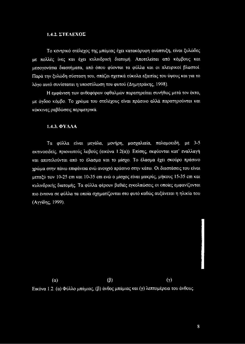 Παρά την ξυλώδη σύσταση του, σπάζει σχετικά εύκολα εξαιτίας του ύψους και για το λόγο αυτό συνίσταται η υποστύλωση του φυτού (Δημητράκης, 1998).