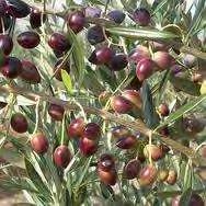Εικόνα 2.3. 4. Μανάκι (Olea europαea var. Minorrotunda) Καλλιεργείται στην Άμφισσα, στην Κόρινθο, στην Κρήτη και σε άλλες περιοχές της Ελλάδας.