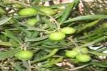4. Gordal (Olea europaea var. Regalis) Ισπανική μεγαλόκαρπη ποικιλία που κατάγεται από τη Σεβίλλη και καλλιεργείται στην Αμερική, στη Βόρεια Αφρική και στην Ελλάδα.