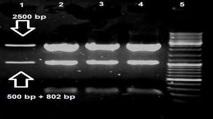 στην παρακάτω φωτογραφία (Εικόνα 3.2.) φαίνονται τα αποτελέσματα της re-pcr από κάποια ενδεικτικά δείγματα. Εικόνα 3.2.: Ενίσχυση των γενετικών τόπων Ant, Cbp, Cycl και ηλεκτροφόρηση των προϊόντων της re-pcr σε gel αγαρόζης 1%.