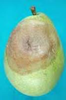 Penicillium spp