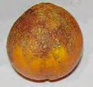 αχλαδιού από Botrytis