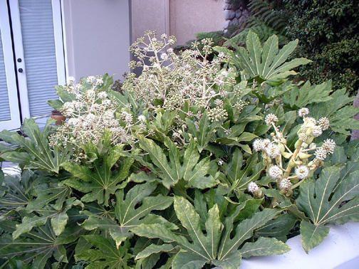 Fatsia