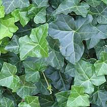 Hedera helix