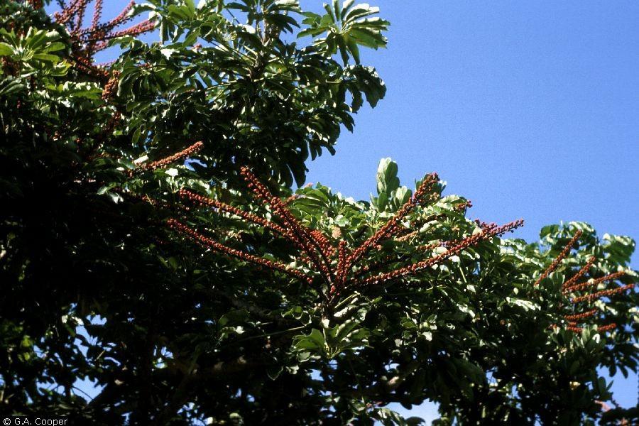 Schefflera