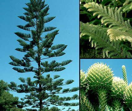Araucaria heterophylla (A.