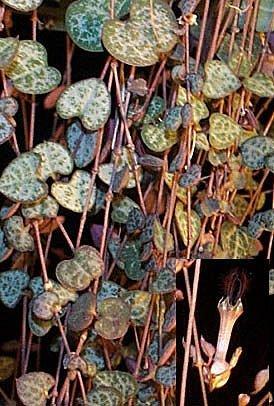 Ceropegia