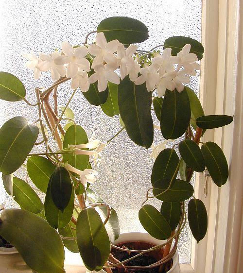 Stephanotis