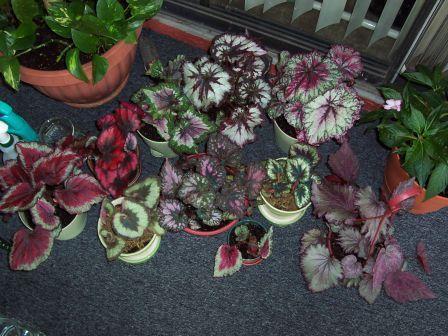 Begonia rex cultorum