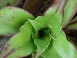 Tradescantia sp.