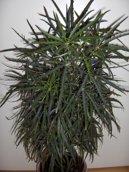 Dizygotheca elegantissima θνηλό