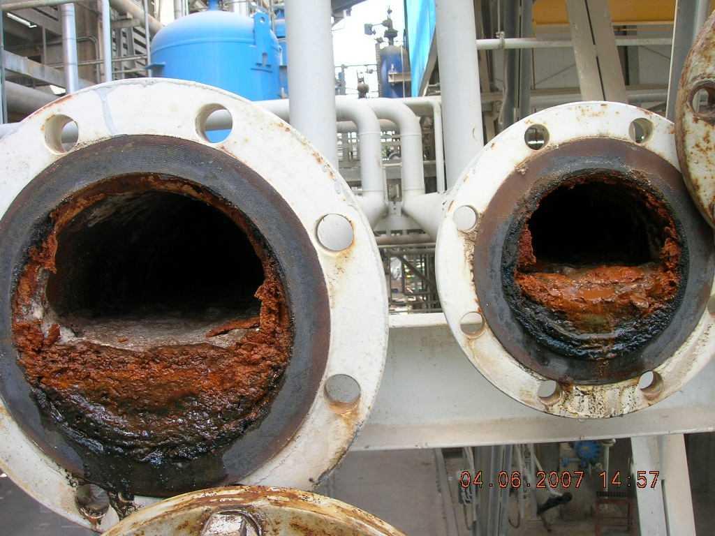Πηγϋσ τροφόσ Αμοιβϊδεσ, ϊλγη και βακτηρύδια.