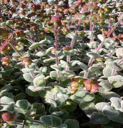2.1 ΕΙΣΑΓΩΓΗ 2.1.1 ΔΙΚΤΑΜΟΣ Το φυτό δίκταμος (Origanum Dictamnus) (εικ. 2.1, 2.2 από Σχιζοδήμου 2012) είναι πολυετής θαμνώδης πόα, με ύψος περίπου τα 30cm.