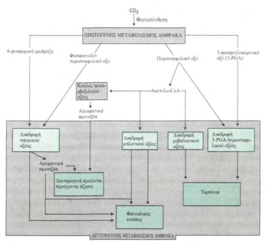 Εικόνα 5. Τα κύρια μονοπάτια βιοσύνθεσης των δευτερογενών μεταβολιτών και η αλληλεπίδρασή τους με τον πρωτογενή μεταβολισμό (Από: Φυσιολογία Φυτών, Τσέκος, 2004). 3.1.